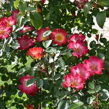 La Maison Molieres Vakantiehuis *